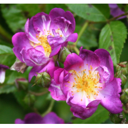 rosa 'Veilchenblau'