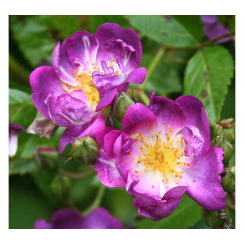 rosa 'Veilchenblau'