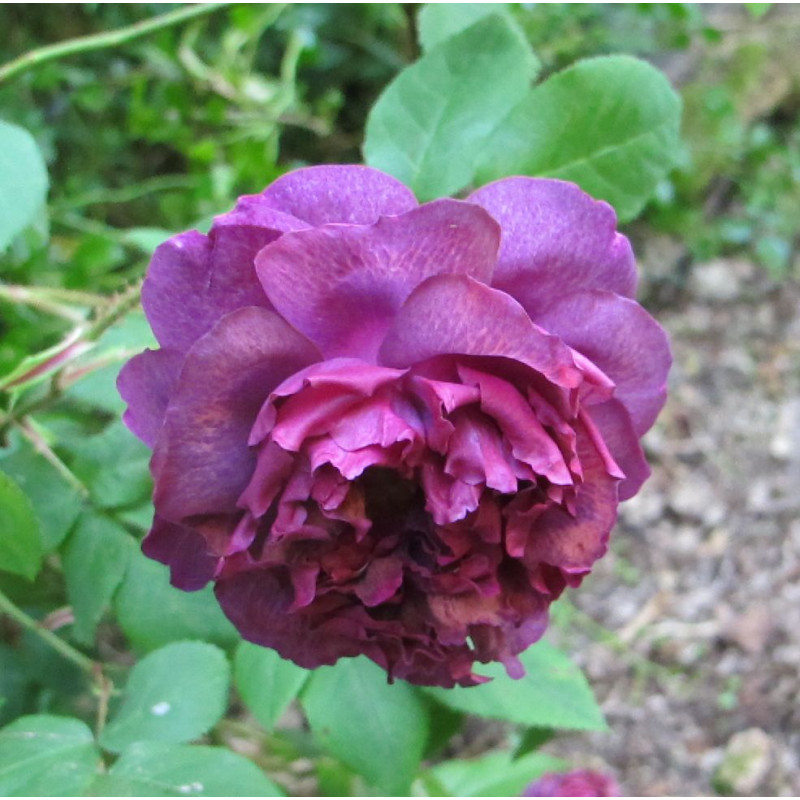 rosa 'William Lobb'