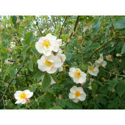 Rosa 'Dupontii'