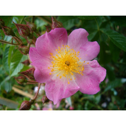 Rosa multiflora adenochaeta