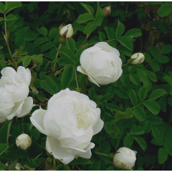 Rosa pimpinellifolia 'Double White'