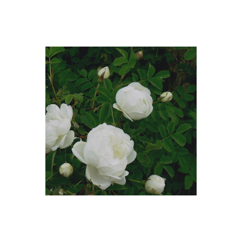 Rosa pimpinellifolia 'Double White'