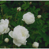 Rosa pimpinellifolia 'Double White'