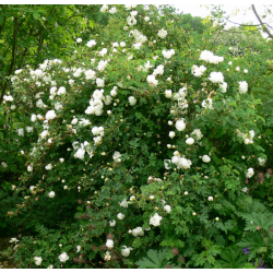 Rosa pimpinellifolia 'Double White'