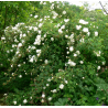 Rosa pimpinellifolia 'Double White'