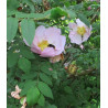 Rosa roxburghii normalis
