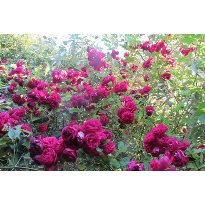 rosa 'Geschwinds Schönste'