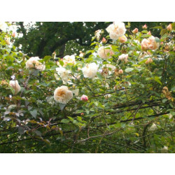 rosa 'Auguste Gervais'