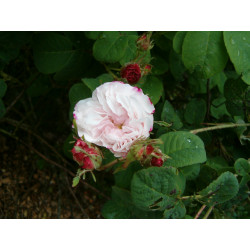 rosa 'Léda'