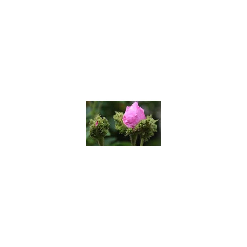 Rosa centifolia cristata