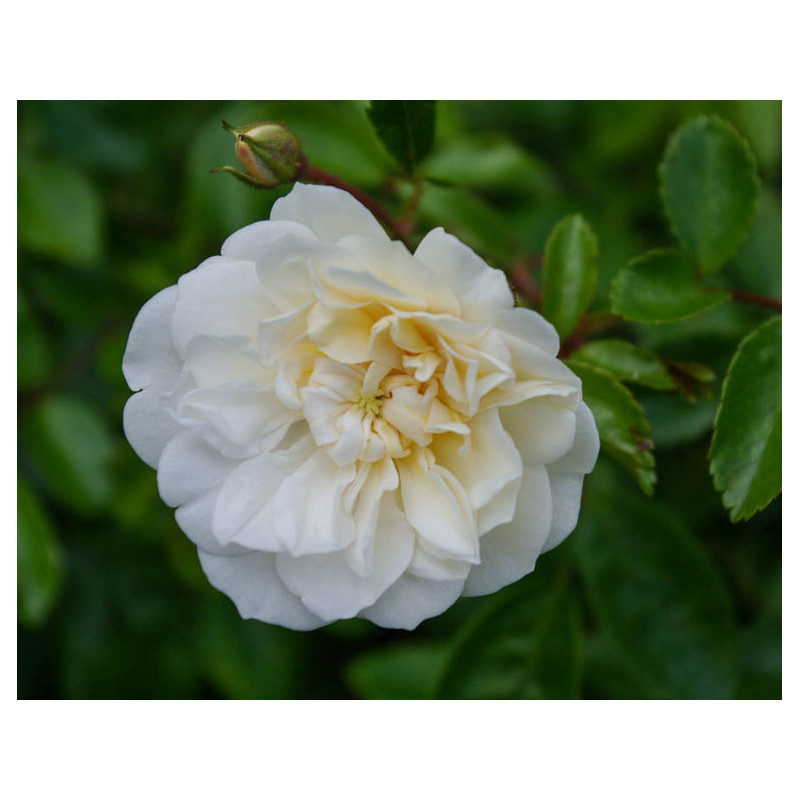 rosa 'Ernst Grandpierre'