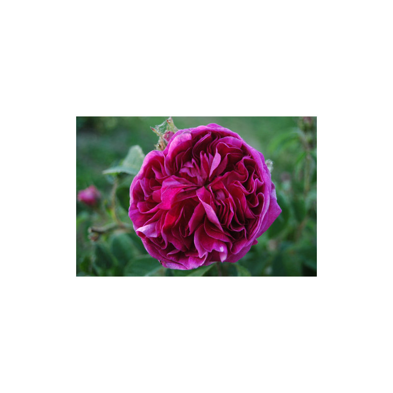 rosa 'Charles de Mills'