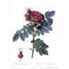 rosa 'Roseraie de l'Haye'