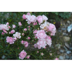 rosa 'Petite Françoise'