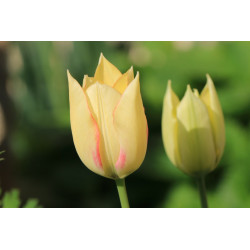Tulipa marjoletti (Tulipe de Marjollet)