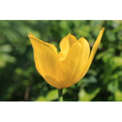 Tulipa billietiana (Tulipe du cardinal Billiet)