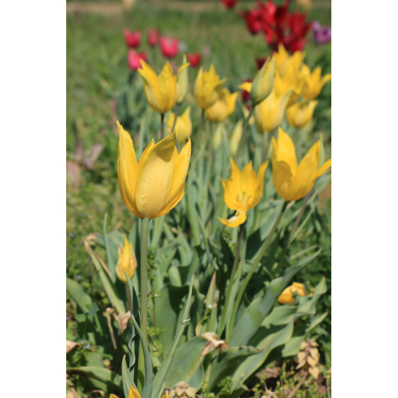 Tulipa billietiana (Tulipe du cardinal Billiet)