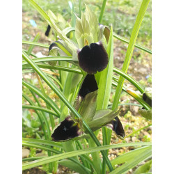Iris tuberosa (Iris tubéreux)