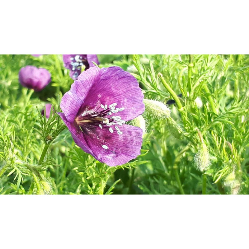Roemeria hybrida (Pavot violet) - graines