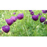 Roemeria hybrida (Pavot violet) - graines