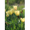 Tulipa marjoletti (Tulipe de Marjollet) x3