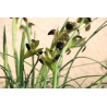 Iris tuberosa (Iris tubéreux) x3