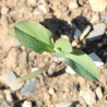 Bupleuvre à feuilles rondes (Bupleurum rotundifolium)