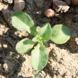 Spéculaire miroir-de-Vénus (Legousia speculum-veneris)