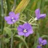 Spéculaire miroir-de-Vénus (Legousia speculum-veneris)