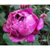 rosa 'Belle de Crécy'