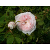 rosa 'Prolifera de Redouté'