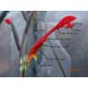 Gladiolus splendens (Glaïeul brillant)