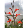 Gladiolus splendens (Glaïeul brillant)
