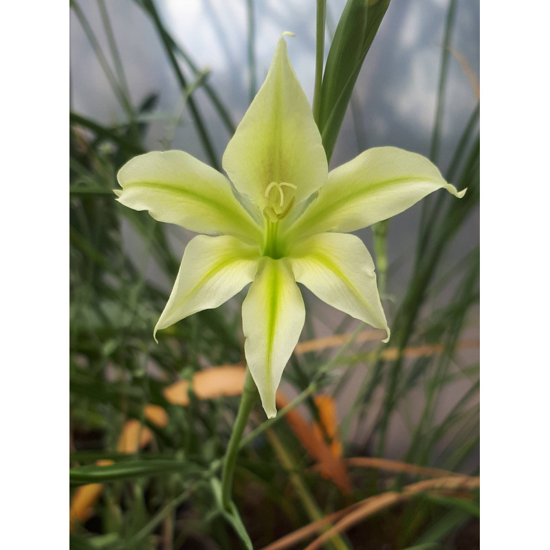Gladiolus tristis (Glaïeul triste)