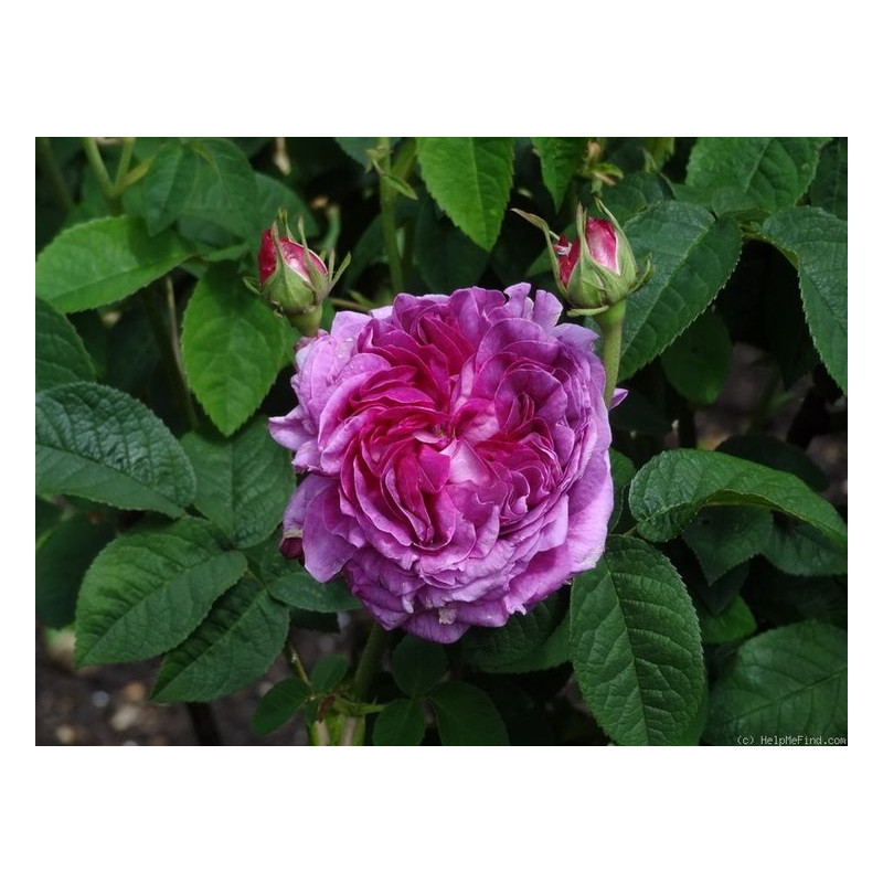 rosa 'Comtesse de Lacépède'