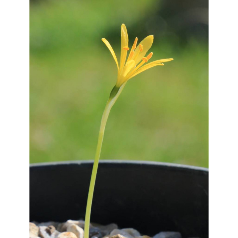 Narcisse de Cavanilles (Narcissus cavanillesii)