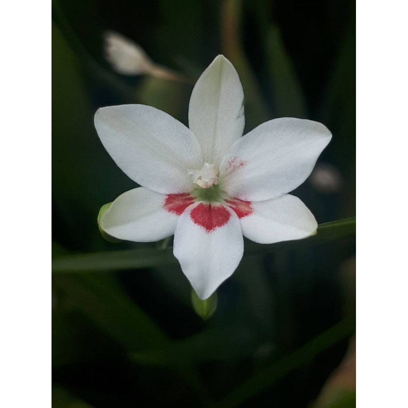 Faux Freesia 'Joan Evans' (Freesia laxa)