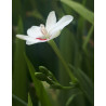 Faux Freesia 'Joan Evans' (Freesia laxa)