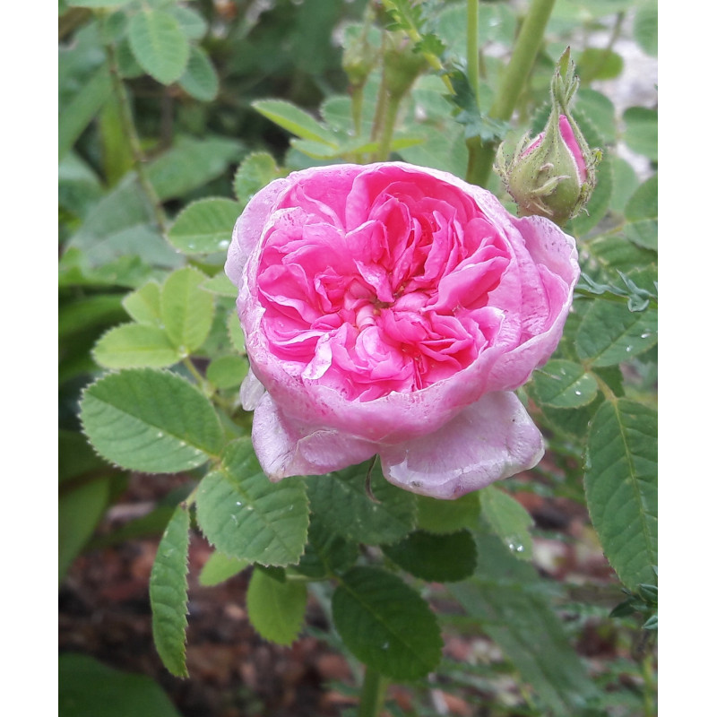 rose à parfum de Grasse