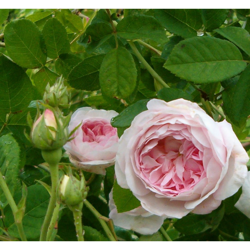 rosa 'Duchesse de Montebello'