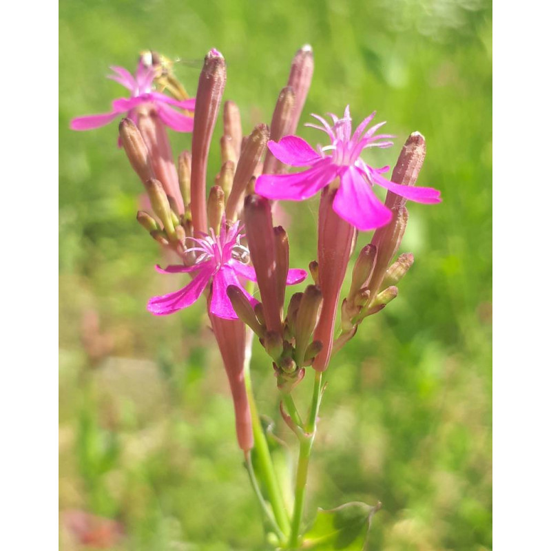 Silène à bouquets (Atocion armeria)