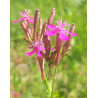 Silène à bouquets (Atocion armeria)