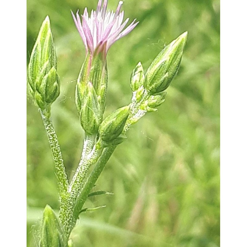 Crupine commune (Crupina vulgaris)