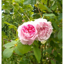rosa 'Fantin Latour'