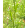 Spéculaire de Castille (Legousia falcata subsp. castellana)