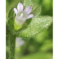 Campanule à petites fleurs (Campanula erinus)