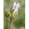 Campanule à petites fleurs (Campanula erinus)
