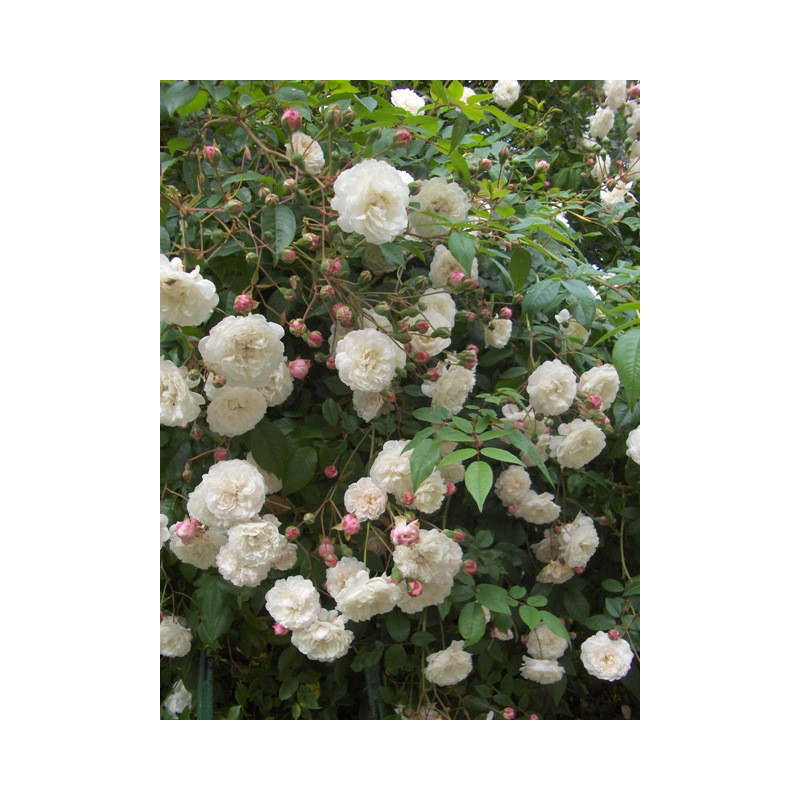 rosa 'Félicité et Perpétue'