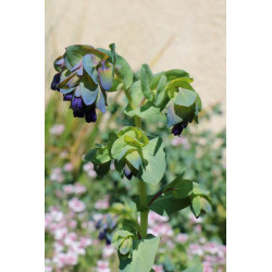 Grand Cerinthe pourpre (Cerinthe major subsp. purpurascens)
